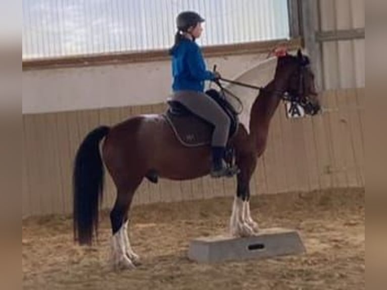 Tinker Hongre 7 Ans 143 cm Pinto in Sprockhövel