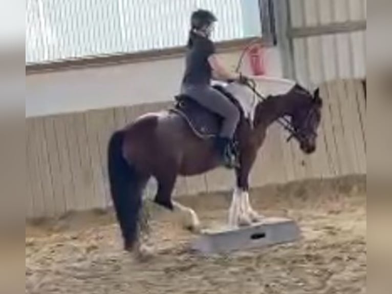 Tinker Hongre 7 Ans 143 cm Pinto in Sprockhövel