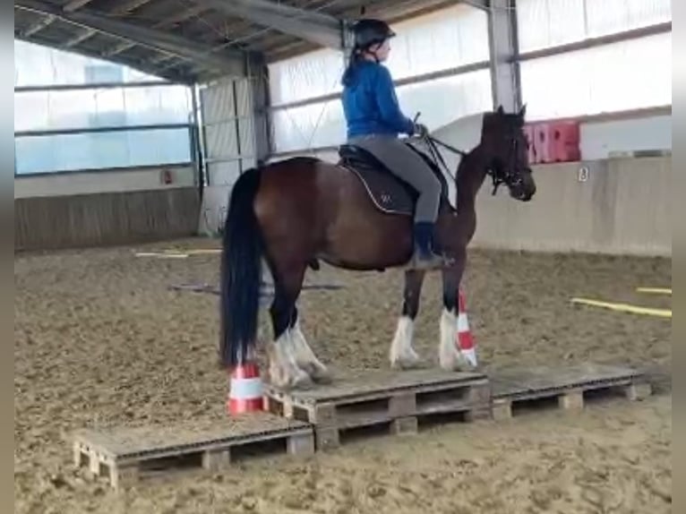 Tinker Hongre 7 Ans 143 cm Pinto in Sprockhövel