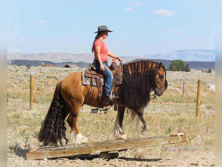 Tinker Hongre 7 Ans 145 cm Isabelle in Cody, WY