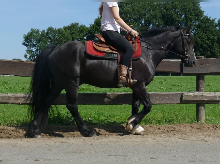 Tinker Croisé Hongre 7 Ans 145 cm Noir in Lathen