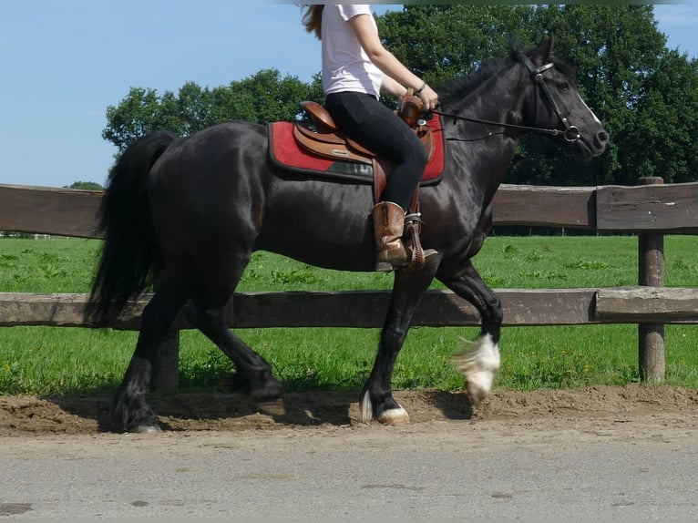 Tinker Croisé Hongre 7 Ans 145 cm Noir in Lathen