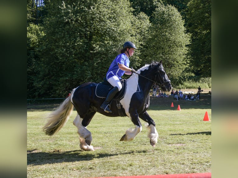 Tinker Hongre 7 Ans 147 cm Pinto in Niedersachswerfen