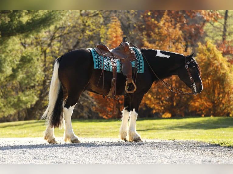 Tinker Croisé Hongre 7 Ans 147 cm Tobiano-toutes couleurs in Millersburg, oh