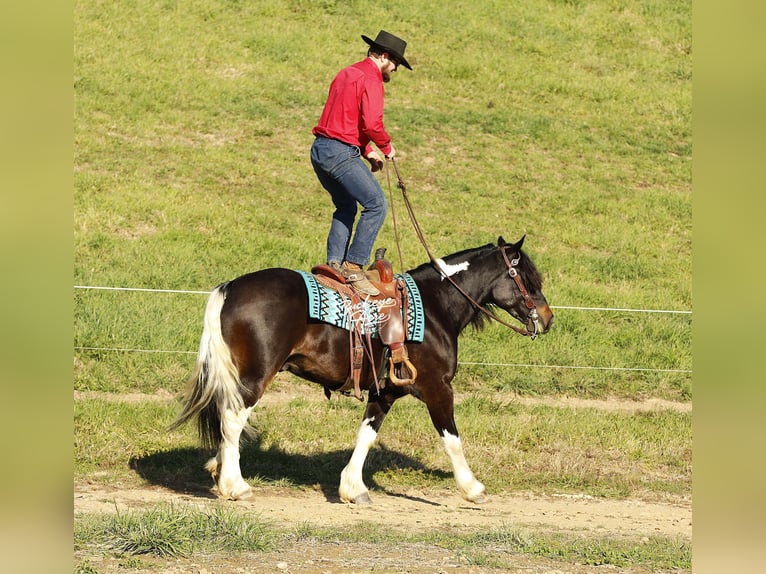 Tinker Croisé Hongre 7 Ans 147 cm Tobiano-toutes couleurs in Millersburg, oh
