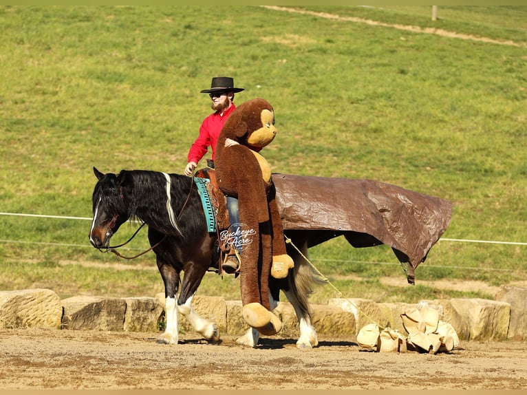 Tinker Croisé Hongre 7 Ans 147 cm Tobiano-toutes couleurs in Millersburg, oh