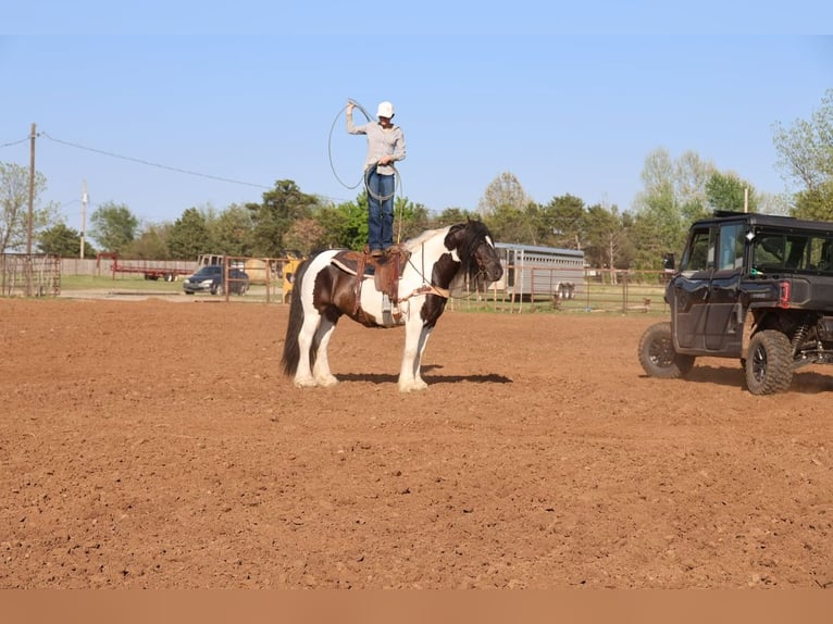 Tinker Hongre 7 Ans 152 cm Pinto in Ripley