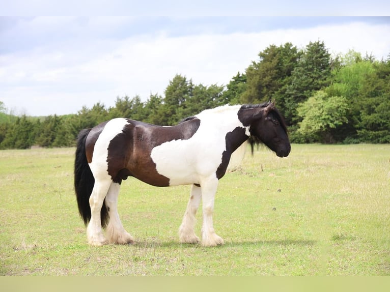 Tinker Hongre 7 Ans 152 cm Pinto in Ripley