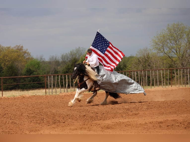 Tinker Hongre 7 Ans 152 cm Pinto in Ripley