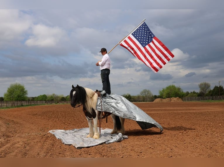 Tinker Hongre 7 Ans 152 cm Pinto in Ripley