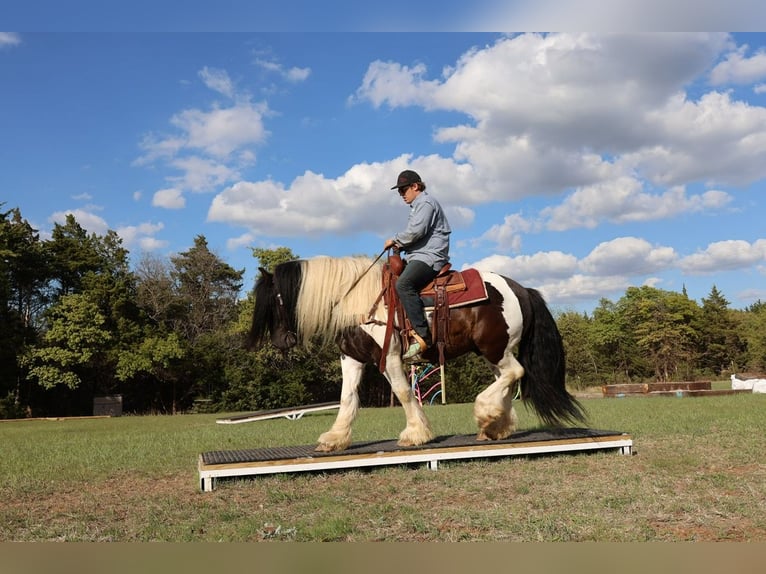 Tinker Hongre 7 Ans 152 cm Pinto in Ripley