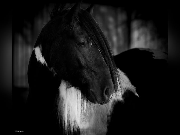 Tinker Hongre 7 Ans 152 cm Pinto in Ripley