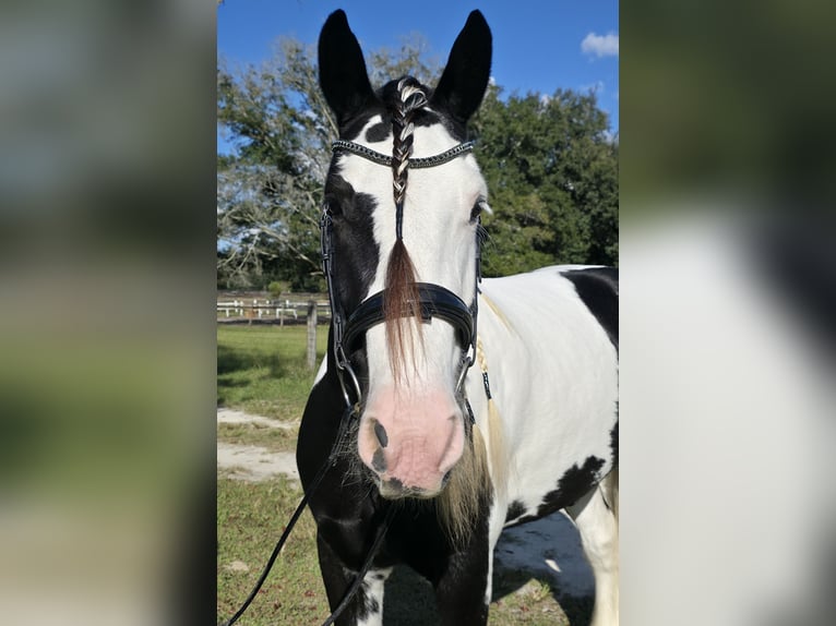 Tinker Hongre 7 Ans 155 cm Pinto in Ocala