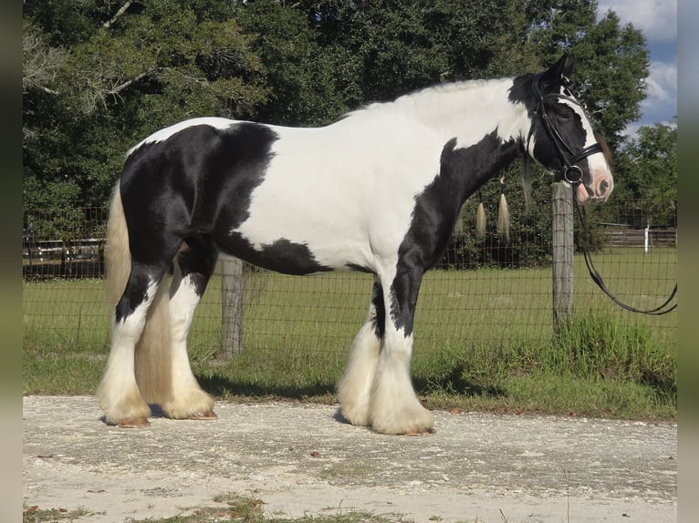 Tinker Hongre 7 Ans 155 cm Pinto in Ocala