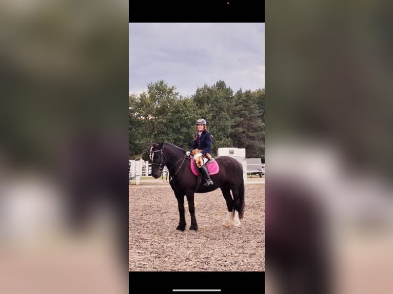 Tinker Hongre 7 Ans 163 cm Noir in Strzelno