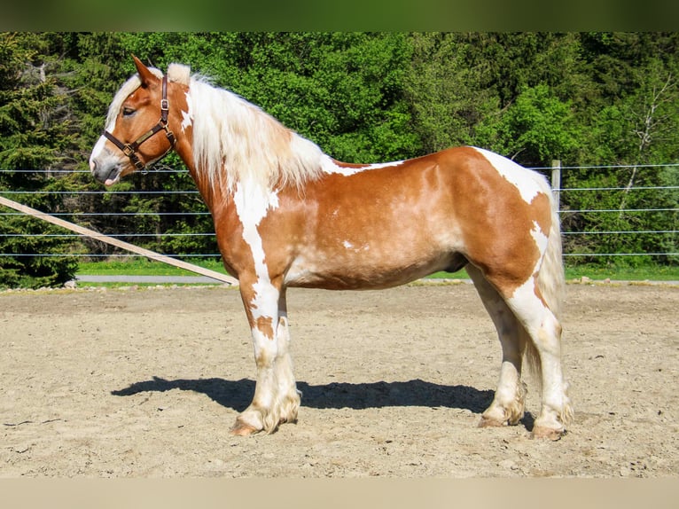 Tinker Hongre 7 Ans 163 cm Tobiano-toutes couleurs in Warsaw NY