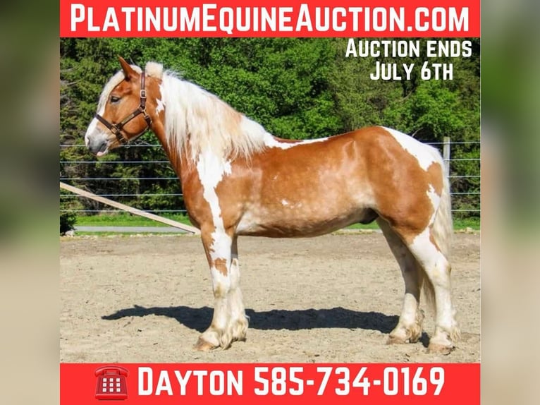 Tinker Hongre 7 Ans 163 cm Tobiano-toutes couleurs in Warsaw NY