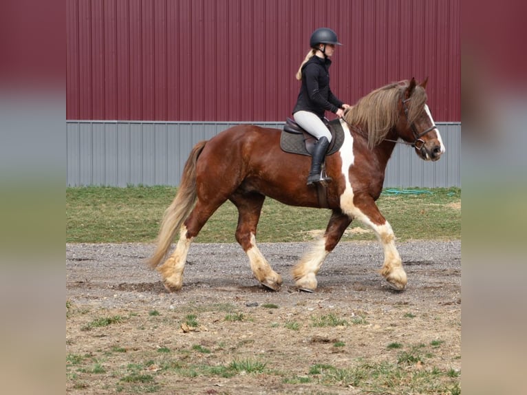 Tinker Croisé Hongre 7 Ans 170 cm Alezan brûlé in Howell