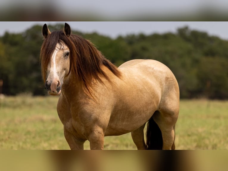 Tinker Hongre 7 Ans Buckskin in Eustace
