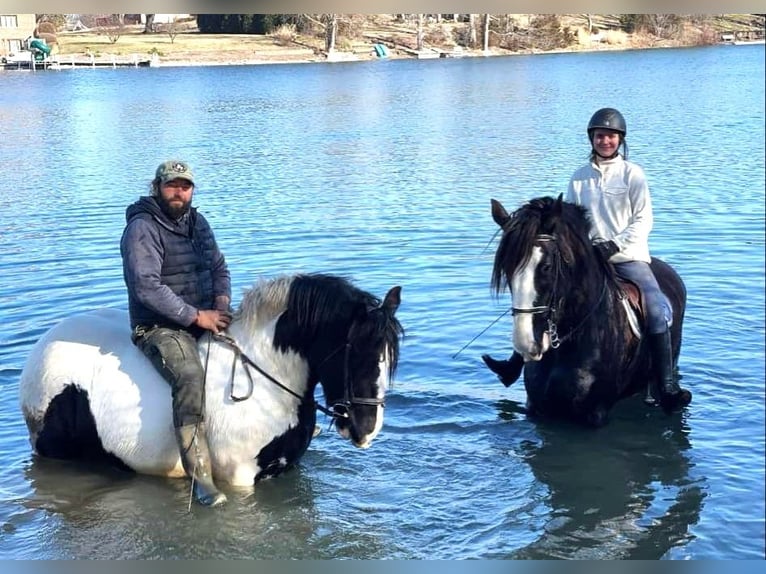 Tinker Hongre 7 Ans Pinto in Peosta