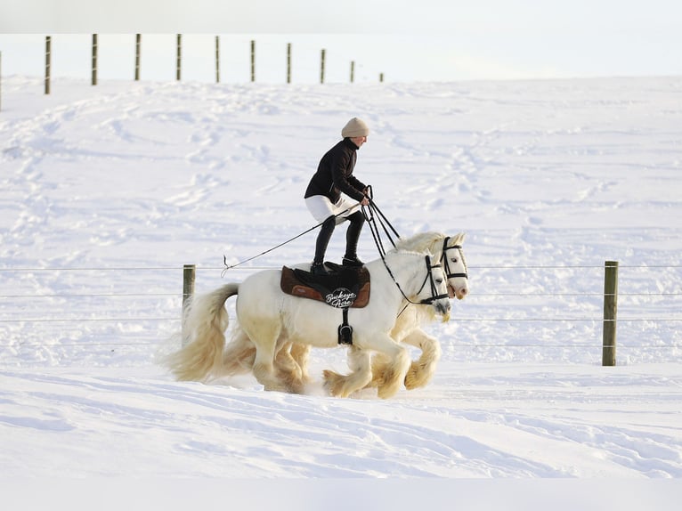 Tinker Hongre 8 Ans 132 cm Blanc in Millersburg