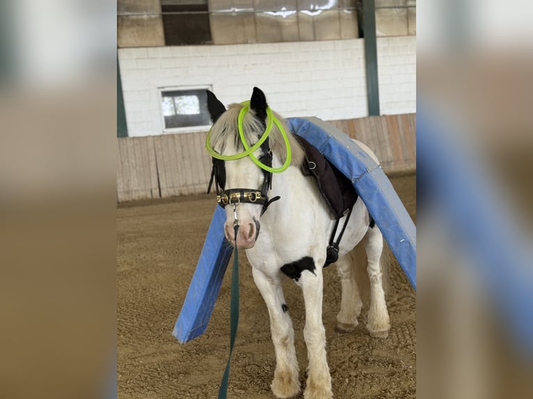 Tinker Hongre 8 Ans 133 cm Pinto in Bad blumau