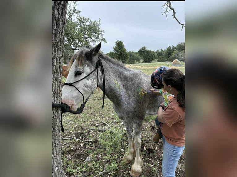 Tinker Hongre 8 Ans 142 cm Rouan Bleu in Stephenville TX
