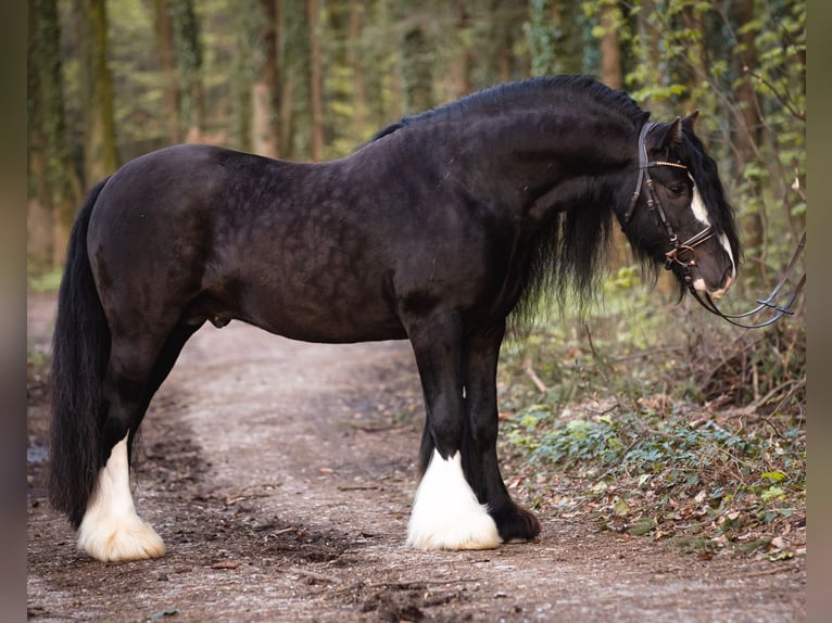 Tinker Hongre 8 Ans 145 cm Noir in Ebersberg