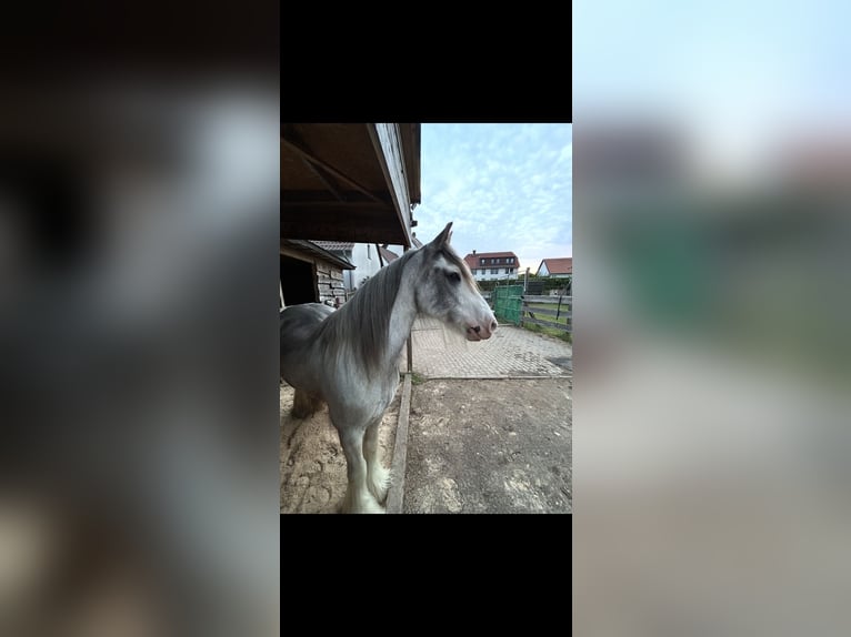 Tinker Hongre 8 Ans 145 cm Rouan Bleu in WendeburgWendeburg