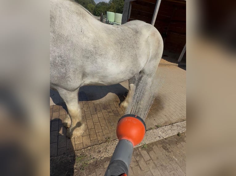 Tinker Hongre 8 Ans 145 cm Rouan Bleu in WendeburgWendeburg