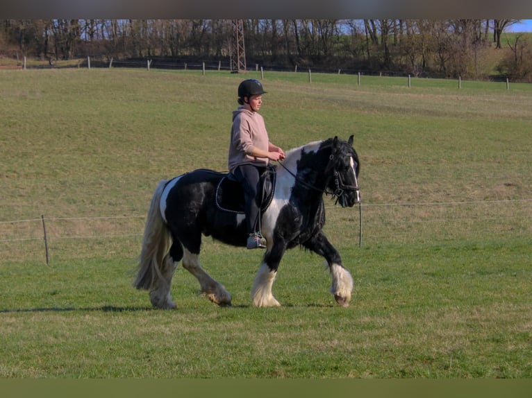 Tinker Hongre 8 Ans 147 cm Pinto in Harztor