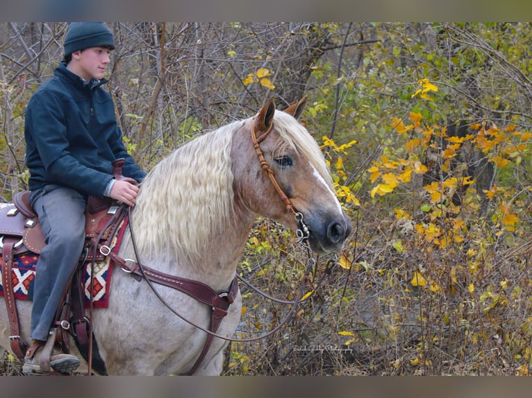 Tinker Croisé Hongre 8 Ans 147 cm Rouan Rouge in Oelwein