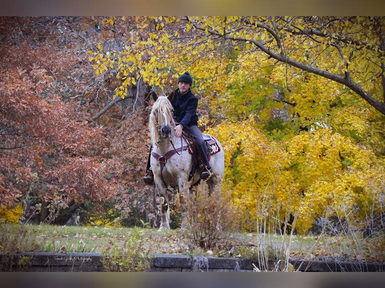 Tinker Croisé Hongre 8 Ans 147 cm Rouan Rouge in Oelwein