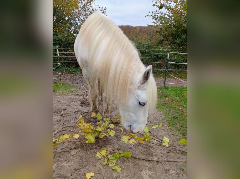 Tinker Hongre 8 Ans 150 cm Gris in Havixbeck