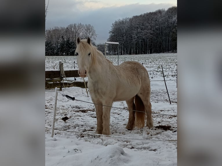Tinker Hongre 8 Ans 150 cm Gris in Havixbeck