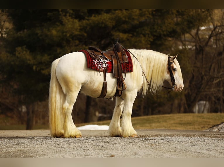 Tinker Hongre 8 Ans 150 cm Tobiano-toutes couleurs in Millersburg