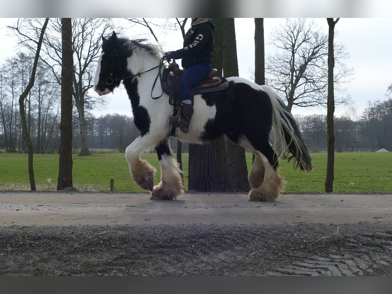 Tinker Hongre 8 Ans 151 cm Pinto in Lathen