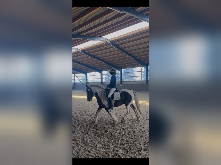 Tinker Hongre 8 Ans 153 cm Pinto in Oebisfelde