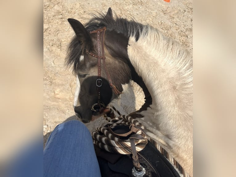 Tinker Hongre 8 Ans 155 cm Tobiano-toutes couleurs in Bad Wimpfen