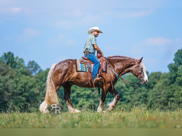 Tinker Croisé Hongre 8 Ans 160 cm in Lyles, TN