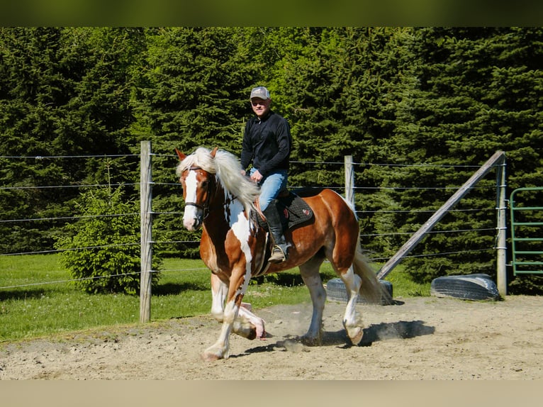 Tinker Hongre 8 Ans 163 cm Tobiano-toutes couleurs in Warsaw NY
