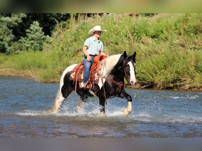 Tinker Hongre 8 Ans Pinto in Clarion