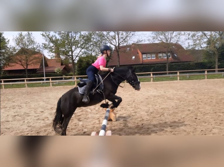 Tinker Hongre 9 Ans 128 cm Noir in Esens
