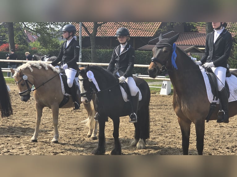 Tinker Hongre 9 Ans 128 cm Noir in Esens