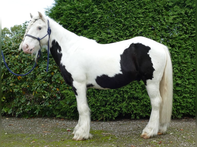 Tinker Hongre 9 Ans 128 cm Pinto in Lathen