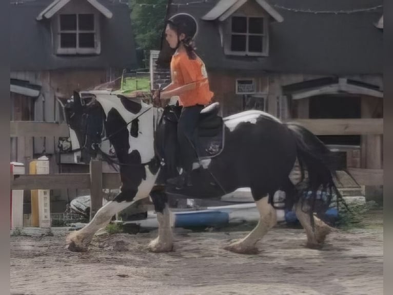 Tinker Hongre 9 Ans 129 cm Pinto in Langennaundorf