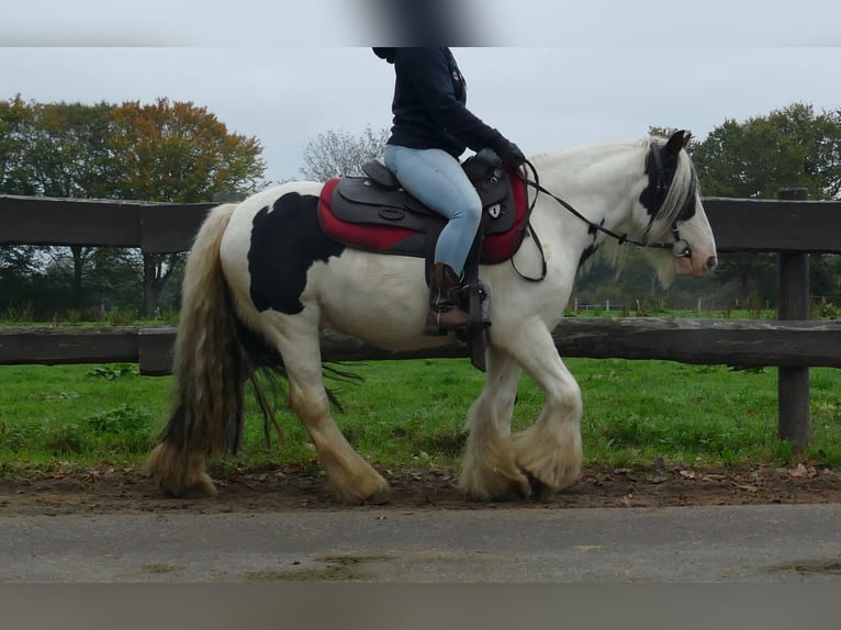 Tinker Hongre 9 Ans 129 cm Pinto in Lathen