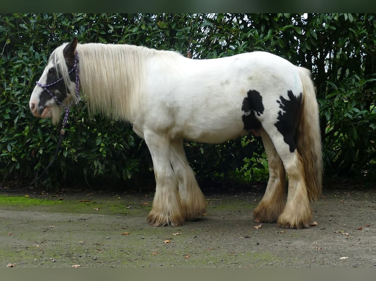 Tinker Hongre 9 Ans 129 cm Pinto in Lathen