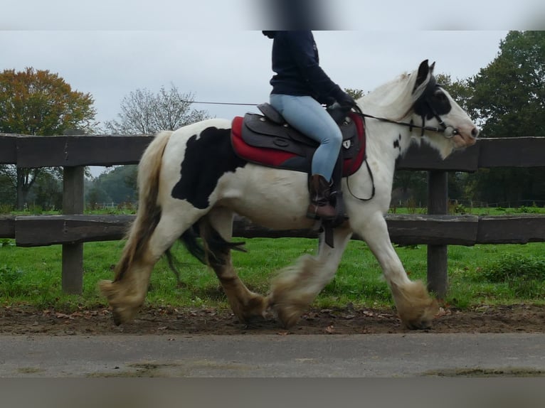 Tinker Hongre 9 Ans 129 cm Pinto in Lathen