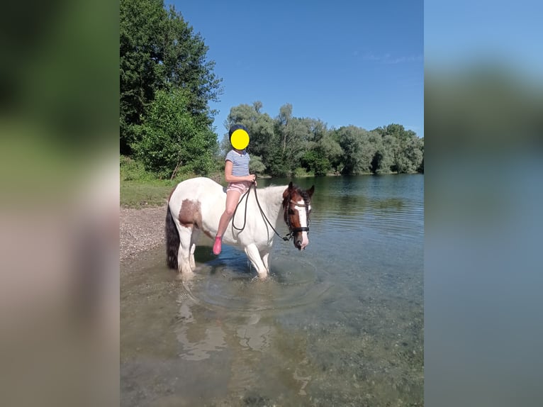 Tinker Hongre 9 Ans 129 cm Pinto in Neupotz